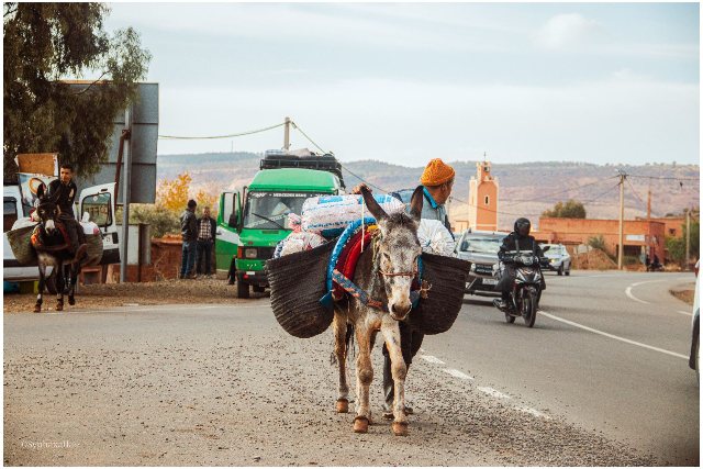 Donkey in Atlas mountains
