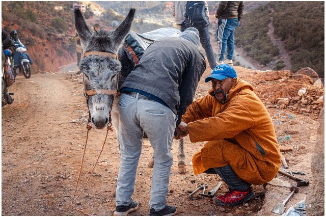 A local farrier shoeing a donkey in the High Atlas Mountains in a small local market