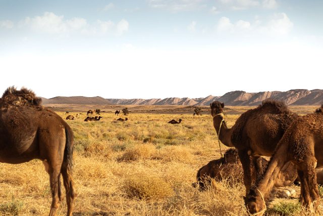 Wild Morocco